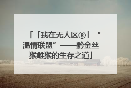 「我在无人区⑧」“温情联盟”——黔金丝猴雌猴的生存之道