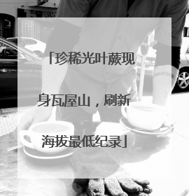 珍稀光叶蕨现身瓦屋山，刷新海拔最低纪录