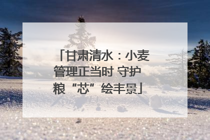 甘肃清水：小麦管理正当时 守护粮“芯”绘丰景
