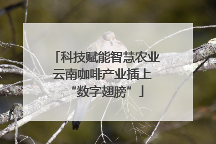 科技赋能智慧农业 云南咖啡产业插上“数字翅膀”
