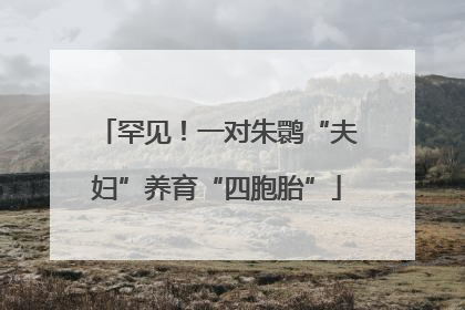 罕见！一对朱鹮“夫妇”养育“四胞胎”