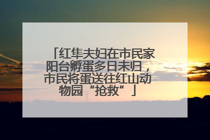 红隼夫妇在市民家阳台孵蛋多日未归，市民将蛋送往红山动物园“抢救”