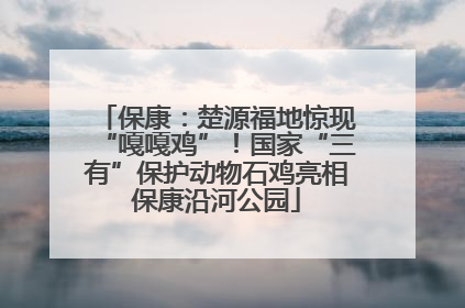 保康：楚源福地惊现“嘎嘎鸡”！国家“三有”保护动物石鸡亮相保康沿河公园