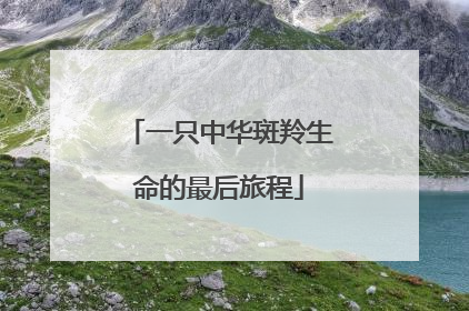 一只中华斑羚生命的最后旅程