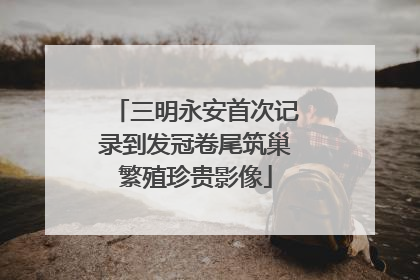 三明永安首次记录到发冠卷尾筑巢繁殖珍贵影像