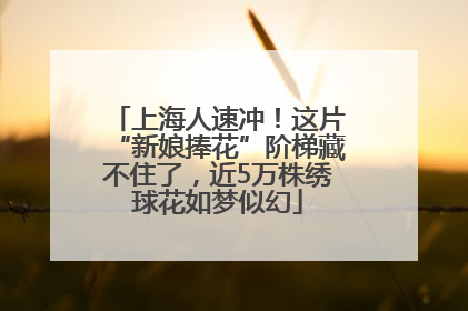 上海人速冲！这片“新娘捧花”阶梯藏不住了，近5万株绣球花如梦似幻