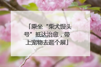乘坐“柴犬馒头号”抵达治愈，带上宠物去逛个展