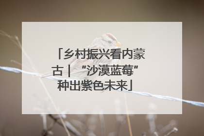 乡村振兴看内蒙古｜“沙漠蓝莓”种出紫色未来