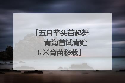 五月垄头苗起舞——青海首试青贮玉米育苗移栽