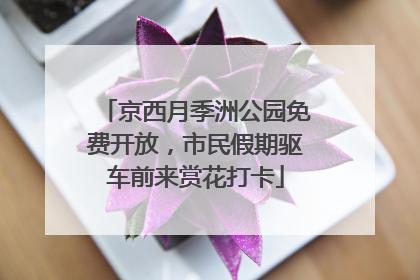 京西月季洲公园免费开放，市民假期驱车前来赏花打卡