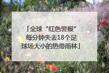 全球“红色警报”  每分钟失去18个足球场大小的热带雨林