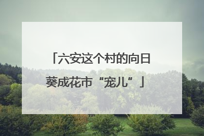 六安这个村的向日葵成花市“宠儿”