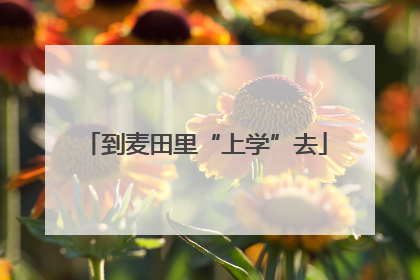到麦田里“上学”去