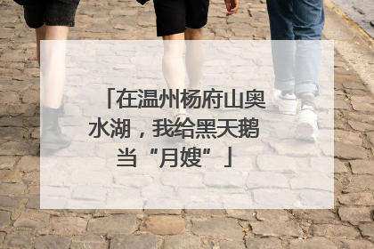 在温州杨府山奥水湖，我给黑天鹅当“月嫂”
