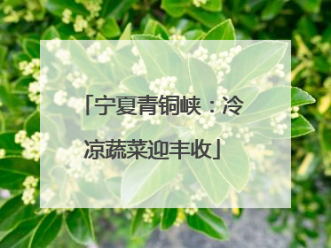 宁夏青铜峡：冷凉蔬菜迎丰收