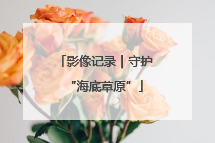 影像记录｜守护“海底草原”
