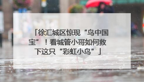 徐汇城区惊现“鸟中国宝”！看城管小哥如何救下这只“彩虹小鸟”
