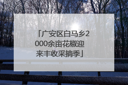 广安区白马乡2000余亩花椒迎来丰收采摘季