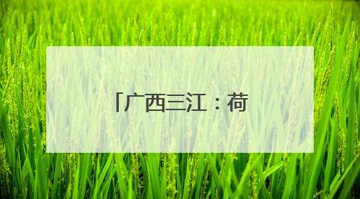 广西三江：荷花伴侗歌 农文旅融合引客来