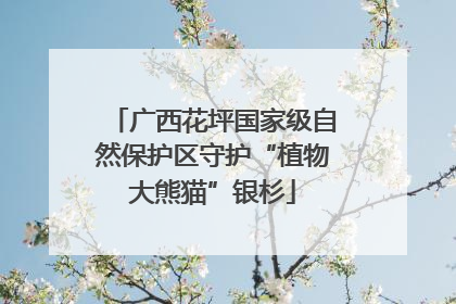 广西花坪国家级自然保护区守护“植物大熊猫”银杉