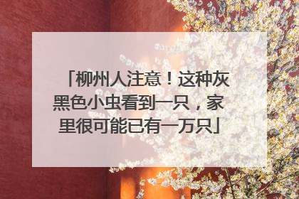 柳州人注意！这种灰黑色小虫看到一只，家里很可能已有一万只