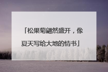 松果菊翩然盛开，像夏天写给大地的情书