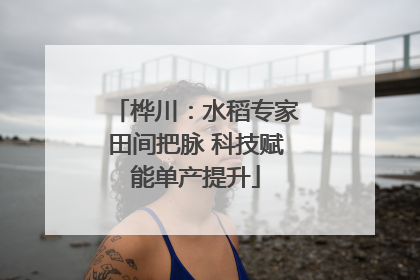 桦川：水稻专家田间把脉 科技赋能单产提升
