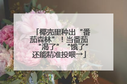 椰壳里种出“番茄森林”！当番茄“渴了”“饿了”还能精准投喂→