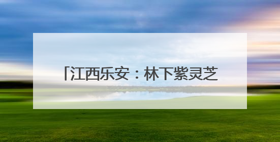 江西乐安：林下紫灵芝撑开群众“致富伞”