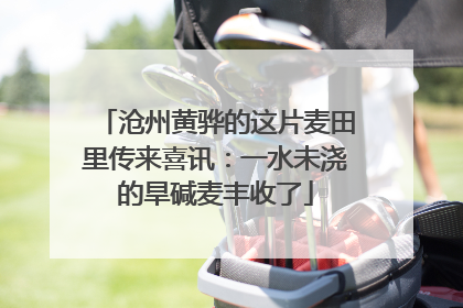 沧州黄骅的这片麦田里传来喜讯：一水未浇的旱碱麦丰收了