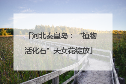 河北秦皇岛：“植物活化石”天女花绽放