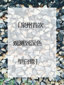 泉州首次观测到深色型白鹭