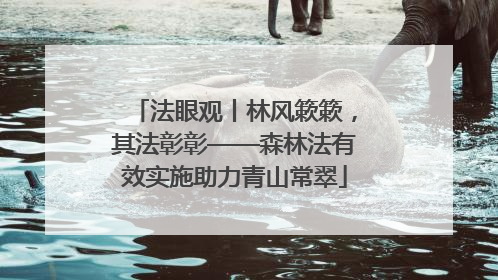 法眼观丨林风簌簌，其法彰彰——森林法有效实施助力青山常翠