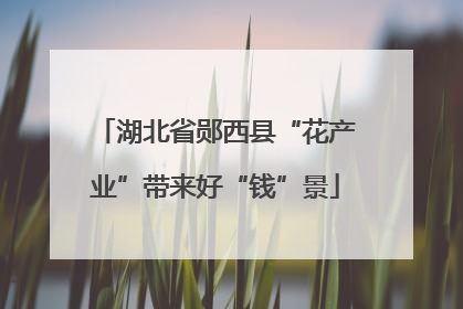 湖北省郧西县“花产业”带来好“钱”景