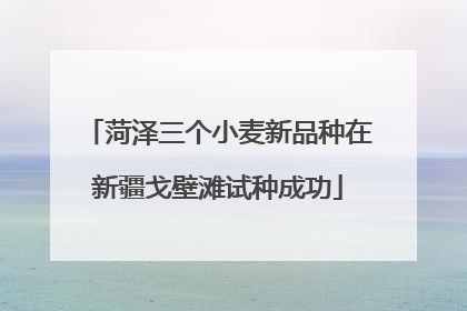 菏泽三个小麦新品种在新疆戈壁滩试种成功