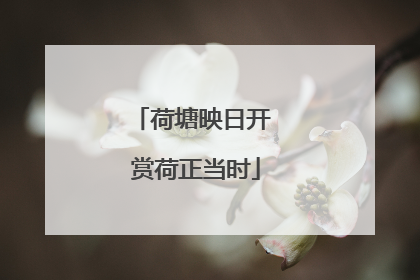 荷塘映日开 赏荷正当时