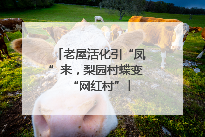 老屋活化引“凤”来，梨园村蝶变“网红村”