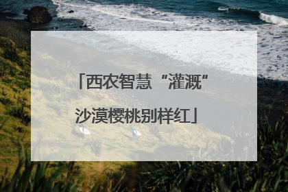西农智慧“灌溉” 沙漠樱桃别样红