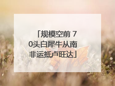 规模空前 70头白犀牛从南非运抵卢旺达
