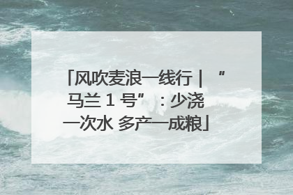 风吹麦浪一线行｜“马兰 1 号”：少浇一次水 多产一成粮