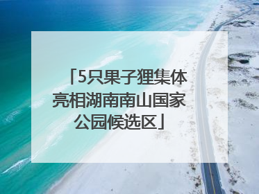 5只果子狸集体亮相湖南南山国家公园候选区